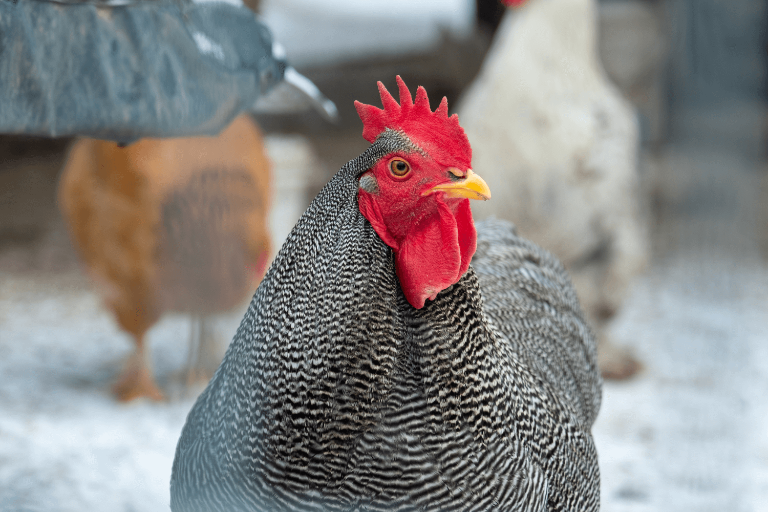 A couple of chickens in the garden during a cold snowy weather