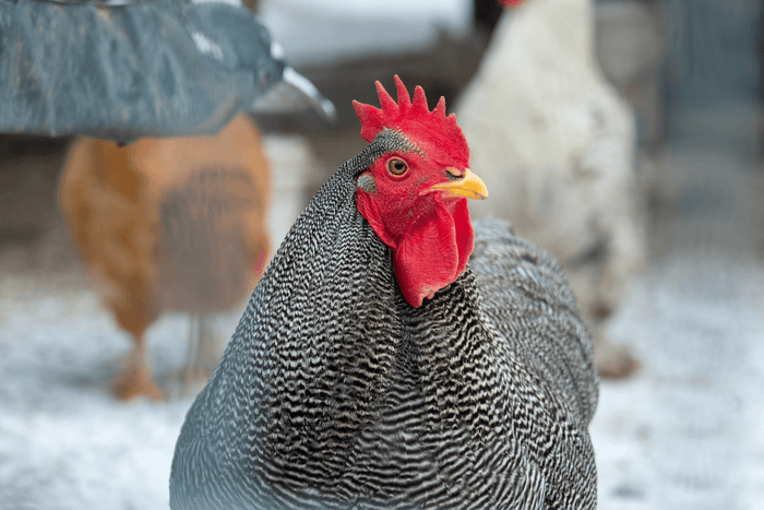 A couple of chickens in the garden during a cold snowy weather