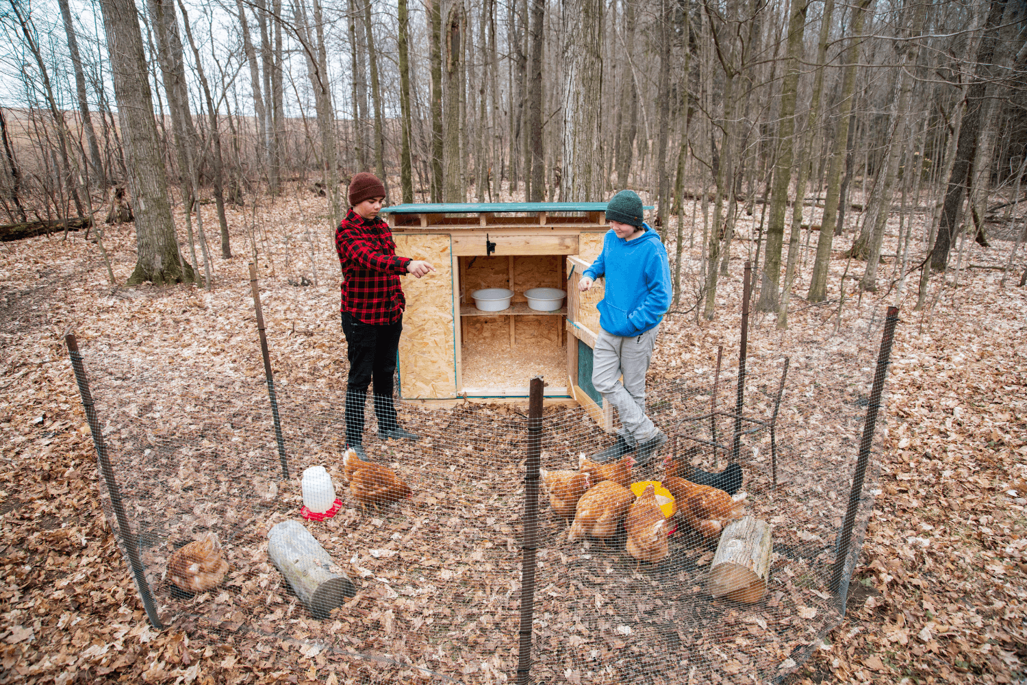 How Weather Changes Can Affect Your Backyard Chickens
