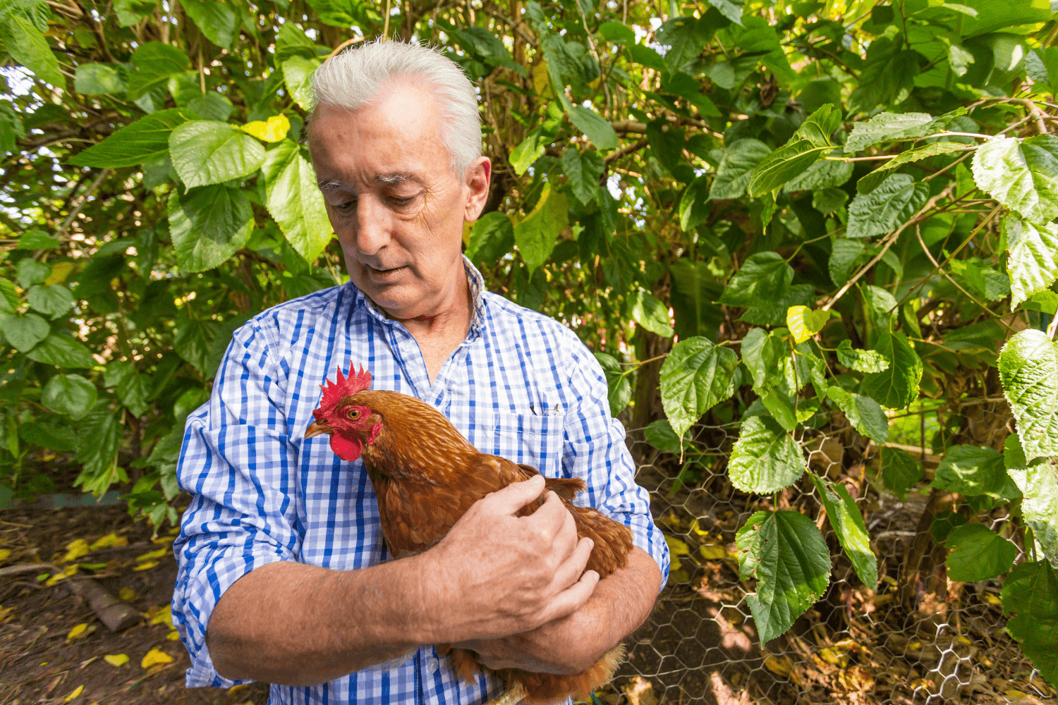 Backyard chicken hobbyist holding his hen