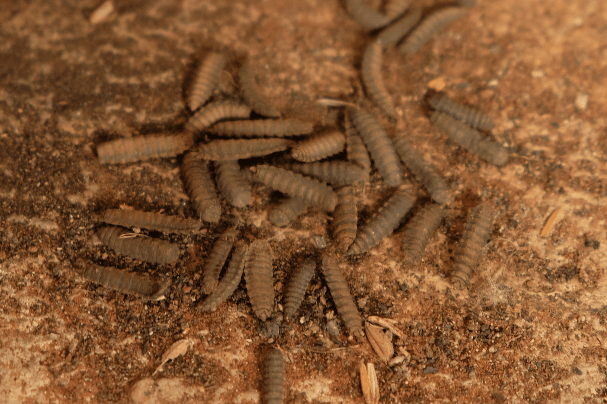 Brown Colored Black Soldier Flies in Pupae Stage
