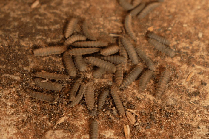 Brown Colored Black Soldier Flies in Pupae Stage
