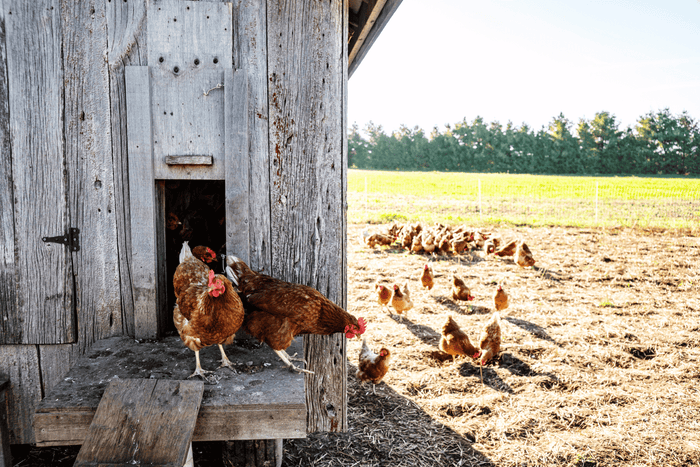 Chicken coop in the garden during a scorching summer heat