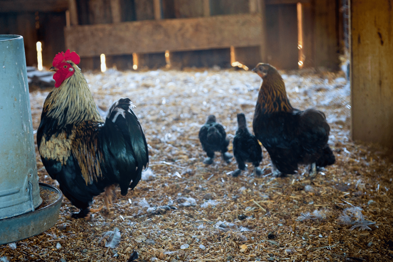 Chicken family in the backyard coop