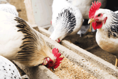 How To Protect Your Flock