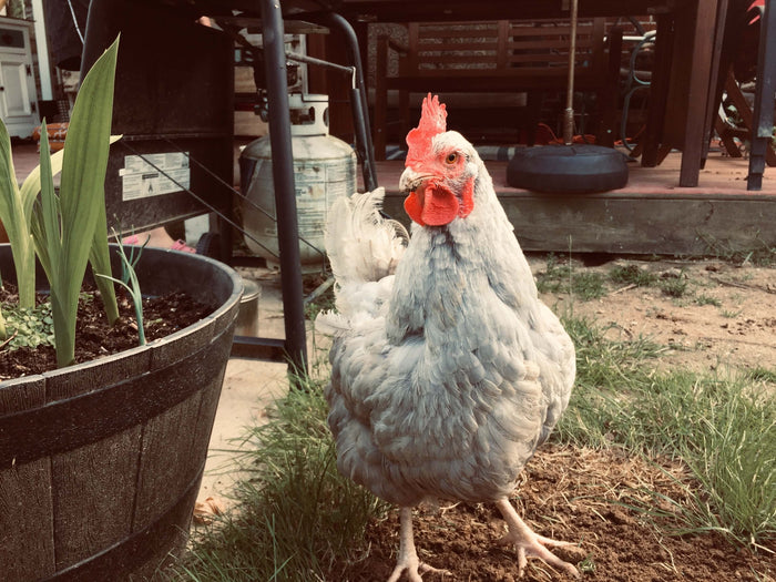 Chicken in the garden looking curious