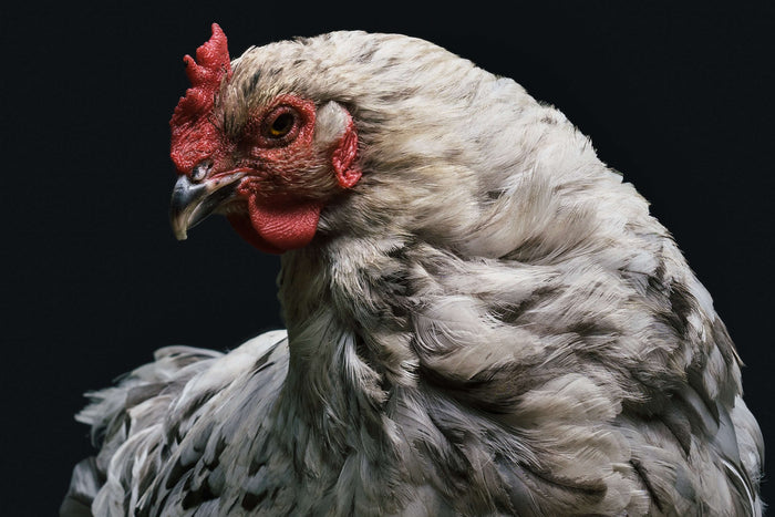 4 Chicken Health Problems And How To Fix Them