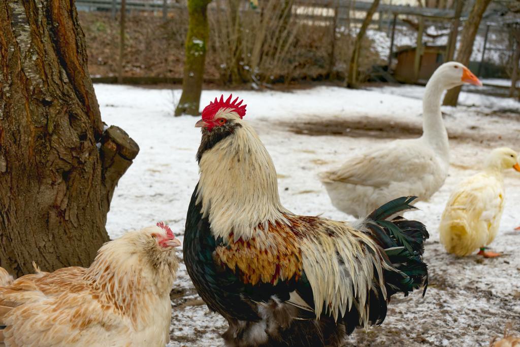 Chickens goose and rooster during a snowy winter time