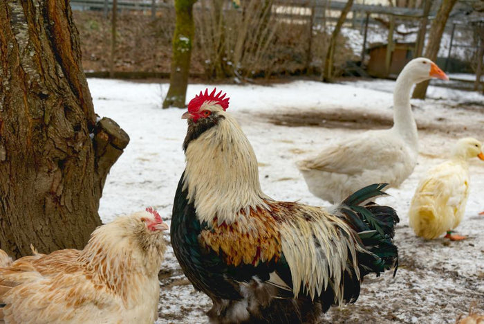 Chickens goose and rooster during a snowy winter time