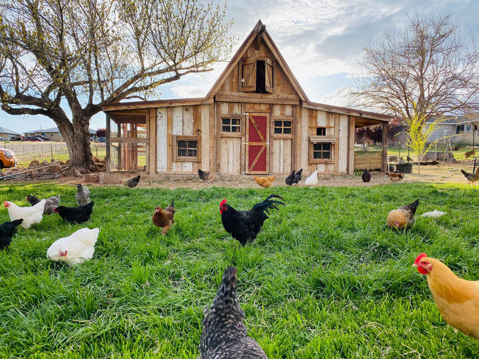 How Do Pre, Pro & Post biotics Help in Keeping Chickens Healthy