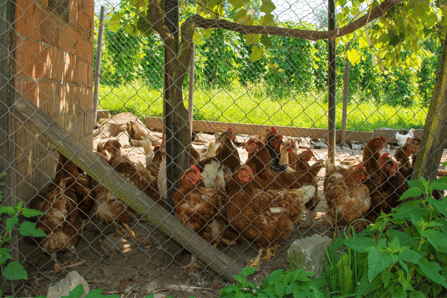 Chickens in an outdoor enclosure