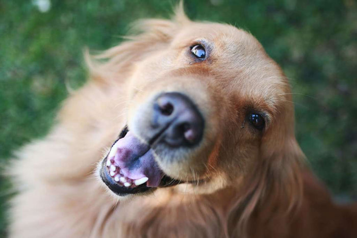 Cute dog looking like he wants to play or maybe expecting a treat