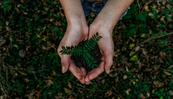 Earth soil with a fragile planet signifying us needing to protect the environment