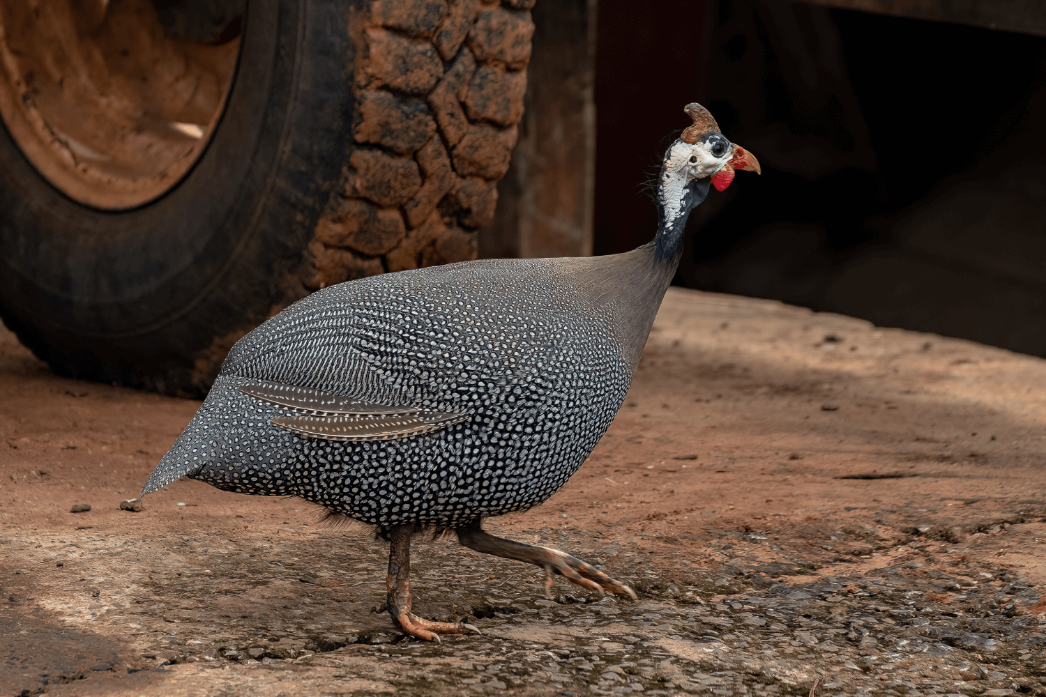 The Most Popular Domestic Backyard Birds Beyond Chickens in 2023