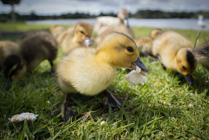 Cute baby ducklings free-ranging and looking for some treats