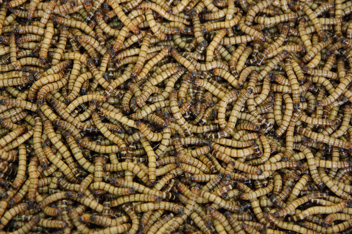 Thousands of fresh insect larvae or worms
