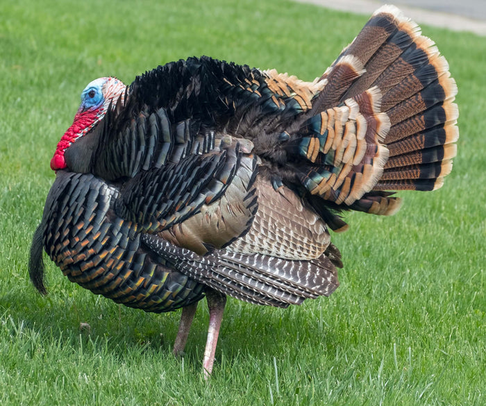 Why Chickens Are the Most Popular Poultry to Raise