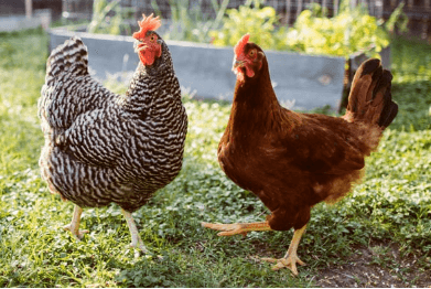 Chicken and a rooster free-ranging
