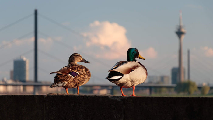 Two ducks in Seattle looking pensive pondering about their life