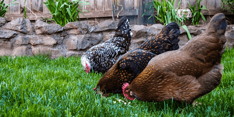 A group of backyard hens eating some clucking good black soldier fly treats