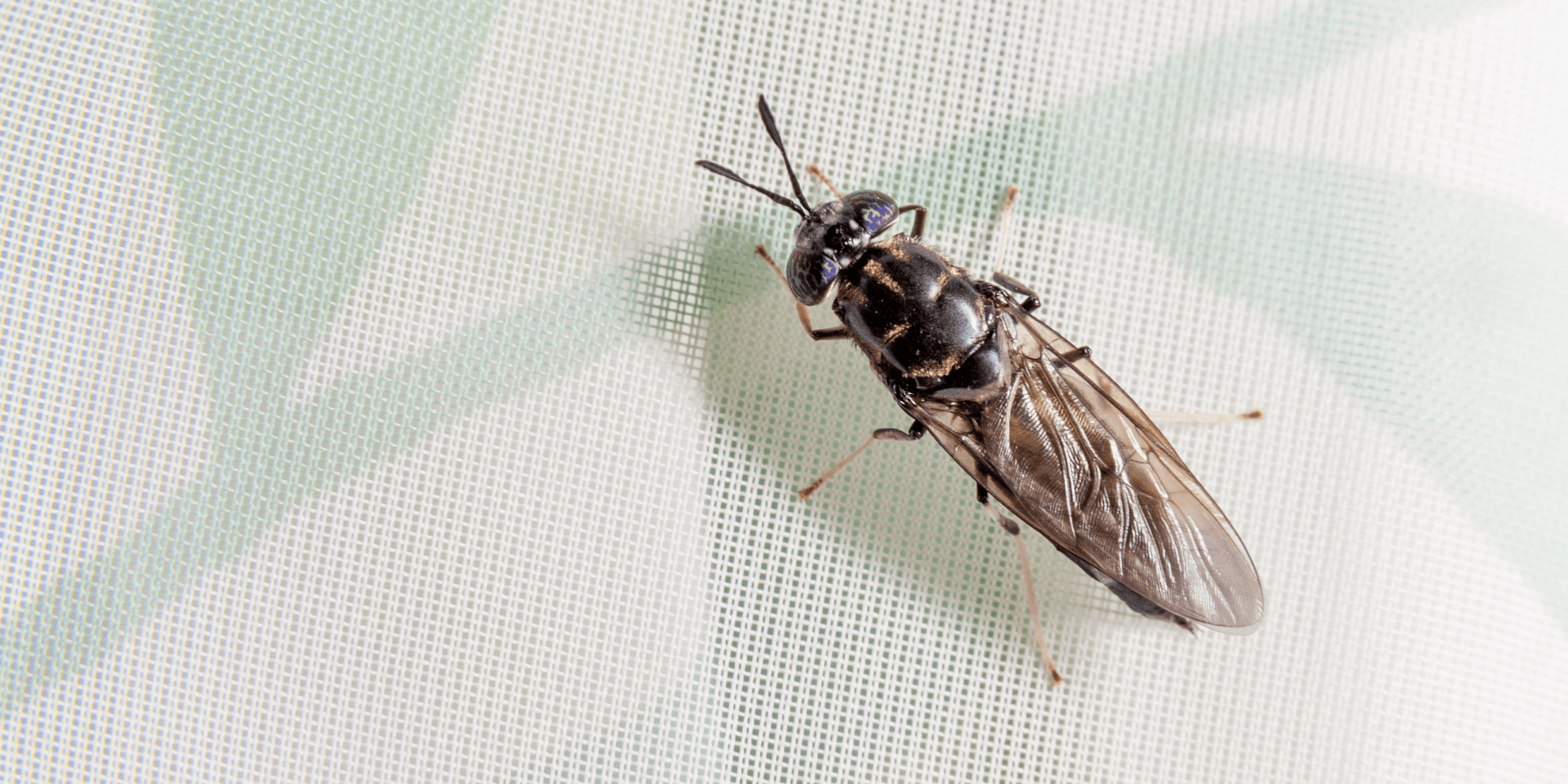 Bhat Fly Difference Between Black Soldier Fly And House Fly