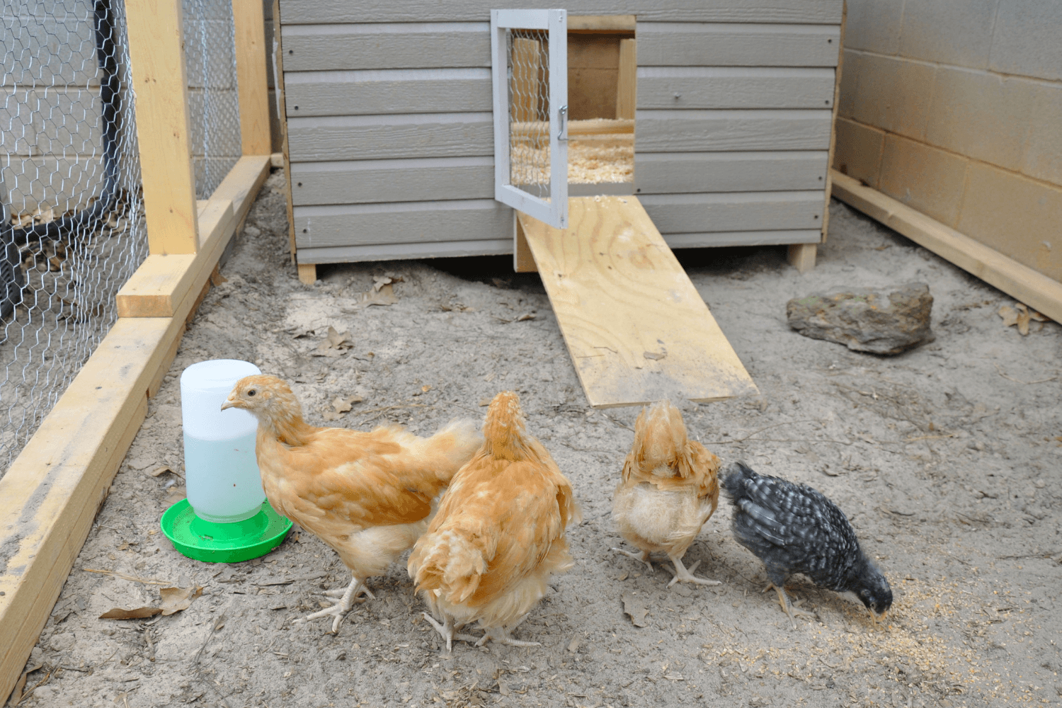 The Wonders of Chitin: How It Affects Your Chickens' Health