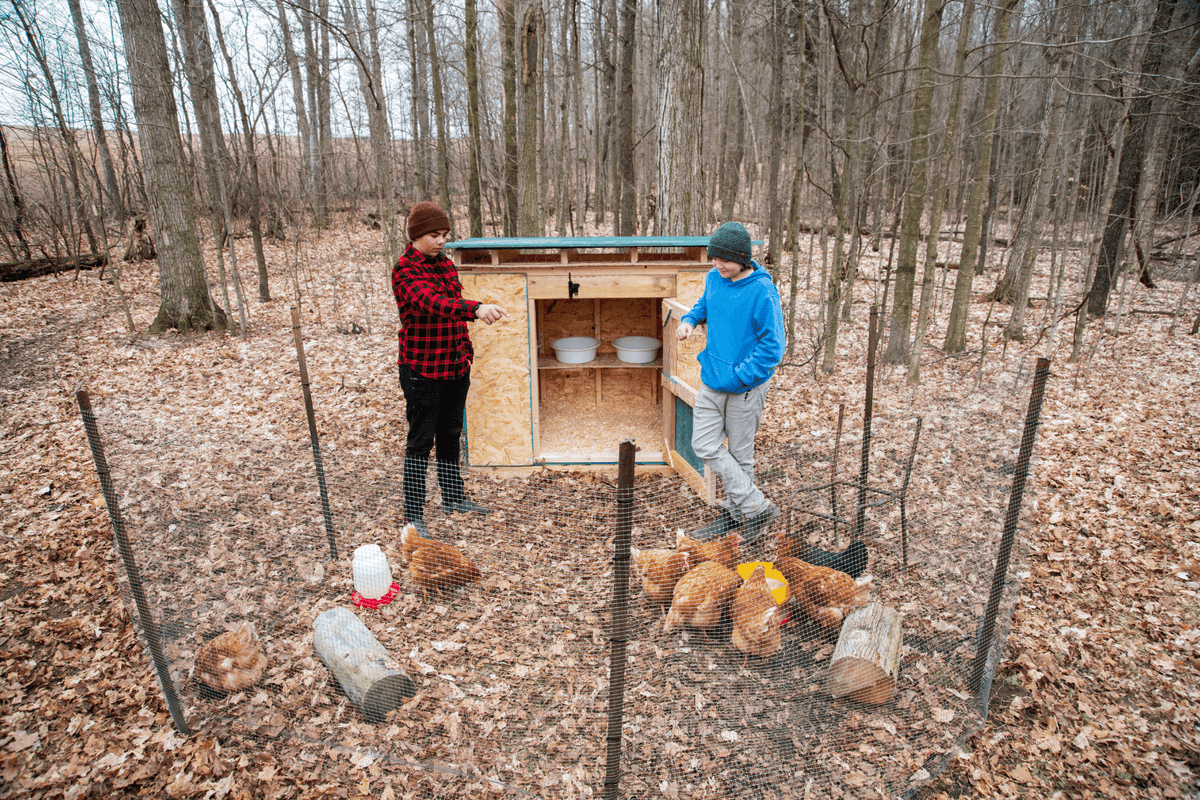 How Weather Changes Can Affect Your Backyard Chickens | Supreme Grubs