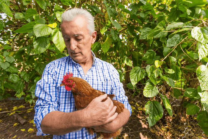 Backyard chicken hobbyist holding his hen