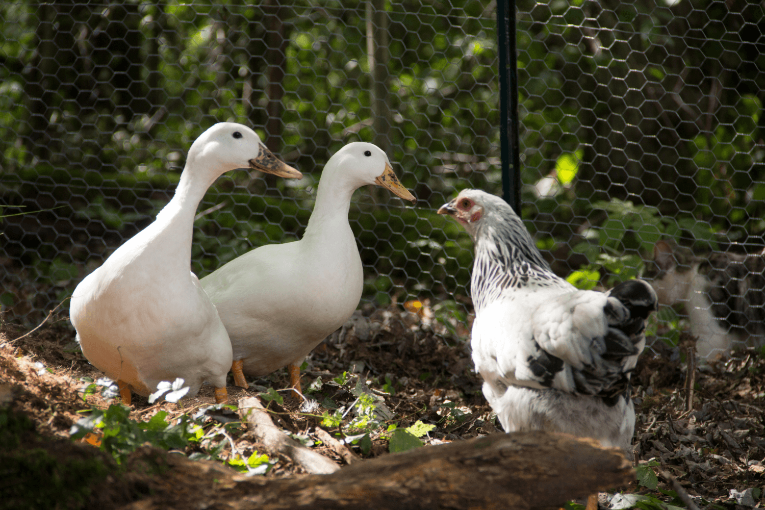 The Top Differences Between Taking Care of Chickens and Ducks