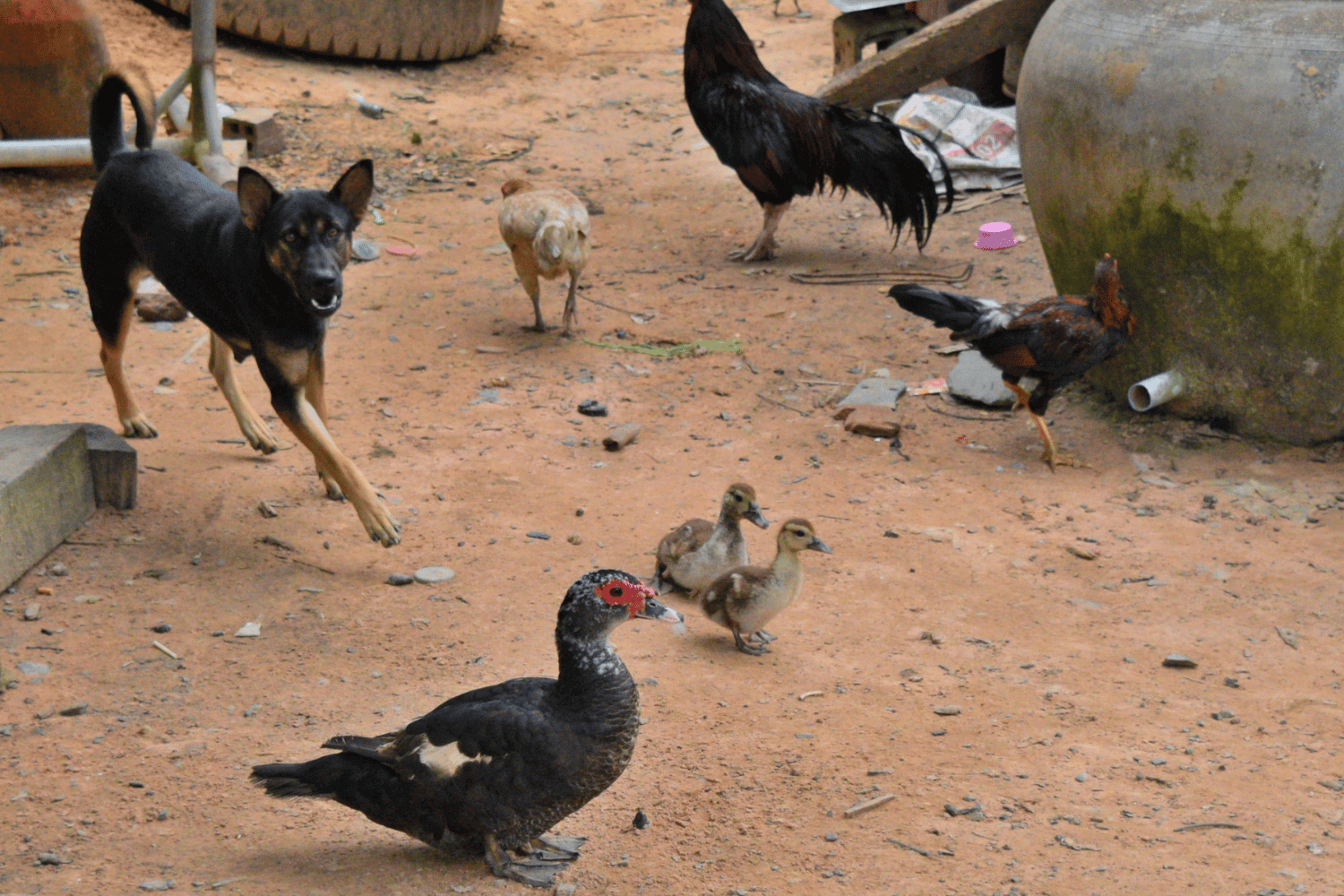 Backyard filled with various animals from dogs to geese and chickens