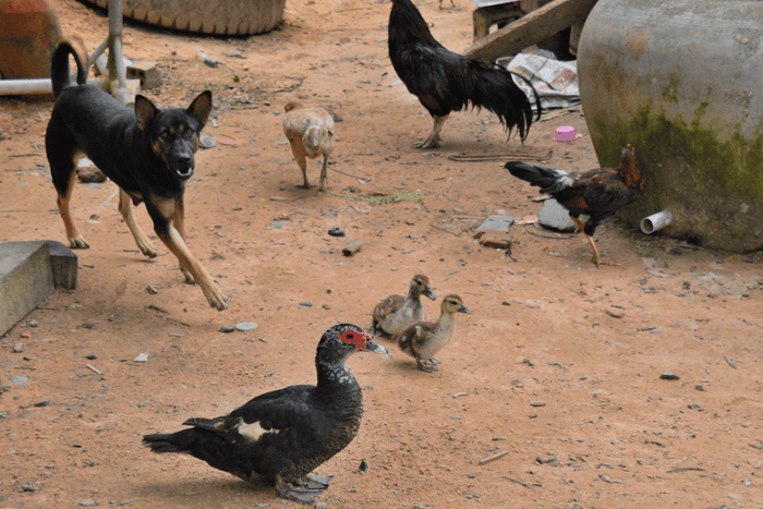 Backyard filled with various animals from dogs to geese and chickens