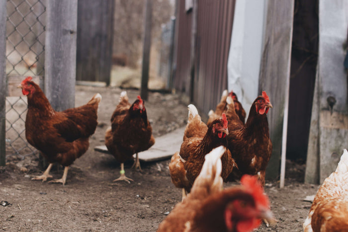 Chickens enjoying life in the coop