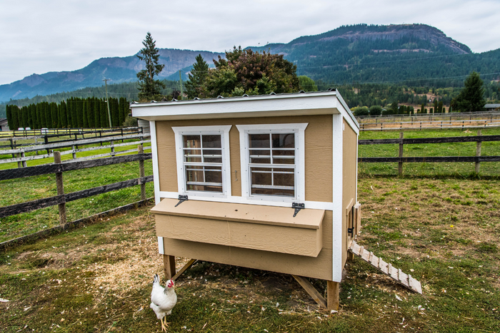 Chicken Coop In Midwestern United States During Spring