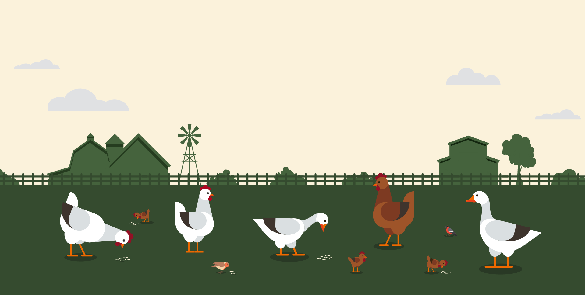Why Black Soldier Fly Larvae Are a Sustainable Superfood for Chickens