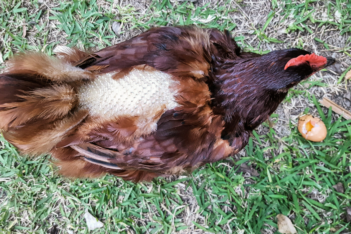 Chicken during Molting Season missing a couple of feathers