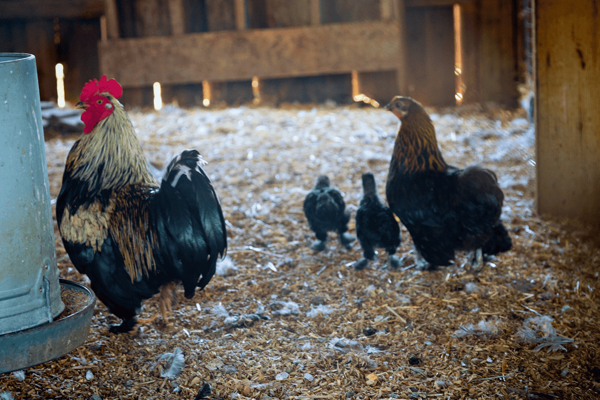 Chicken Psychology 101: Understanding Flock’s Behavior | Supreme Grubs