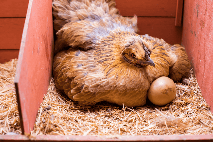 How Long Can Your Backyard Chicken Lay Eggs For?