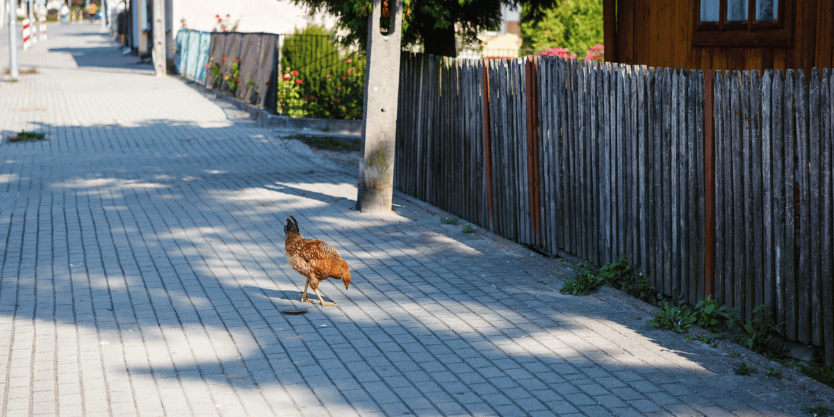 Raising Chickens in Small Spaces Tips for Urban and Suburban Flocks