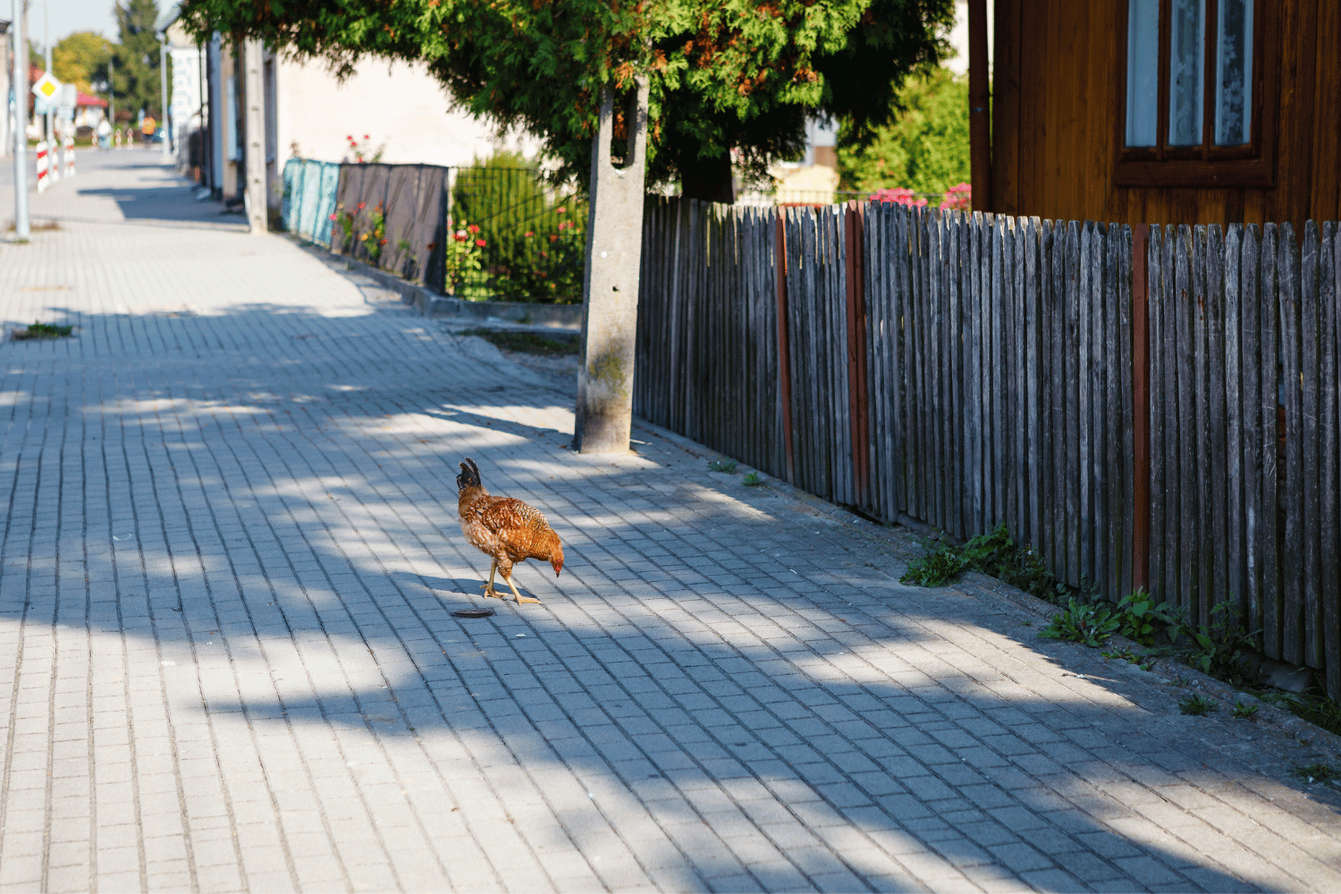 Chicken roaming the streets in a suburban area