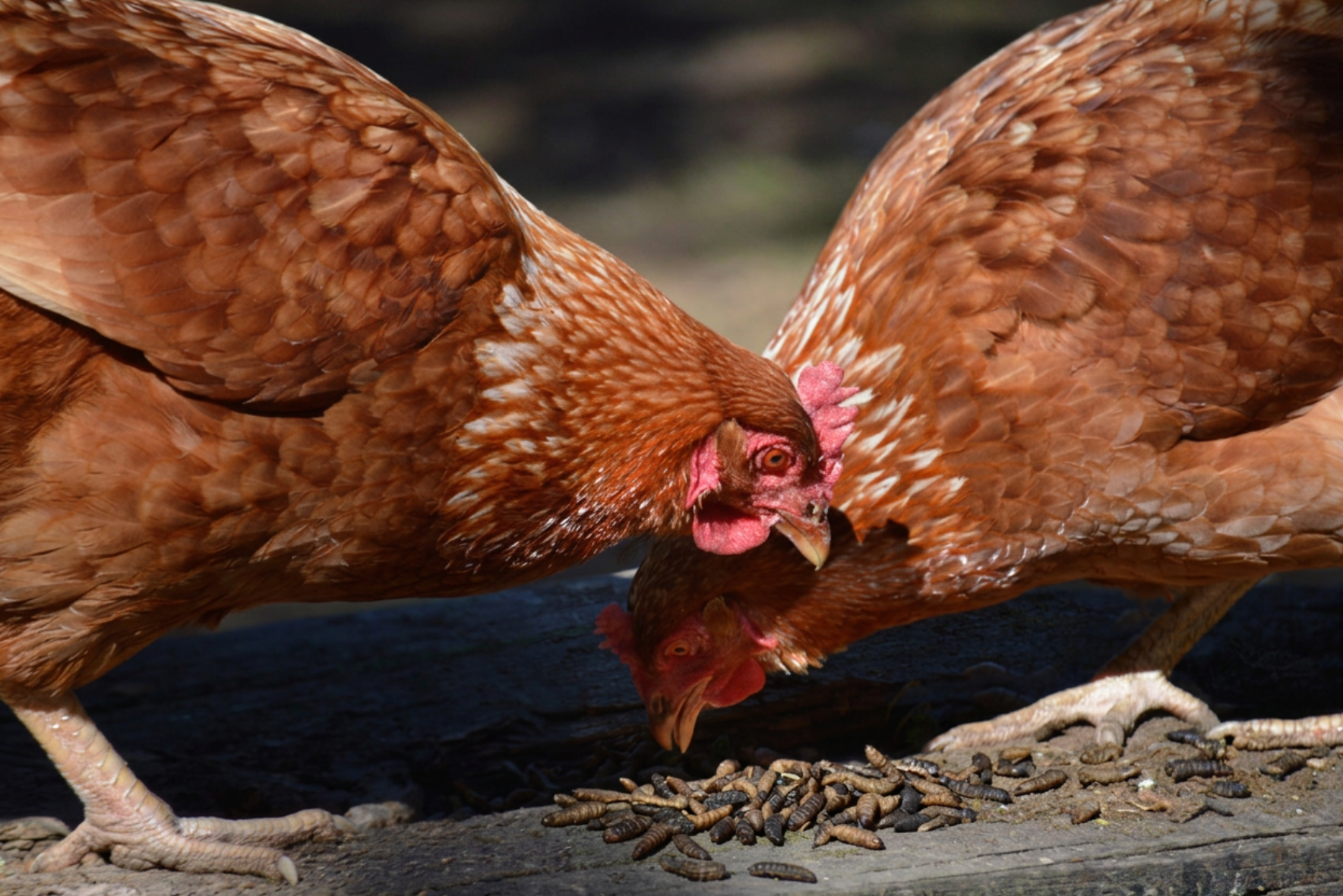 Chickens eating Dried Worms