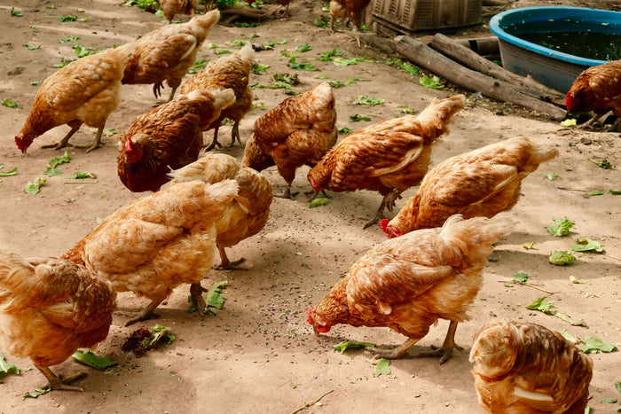 Chickens in the coop actively clucking their grub treats