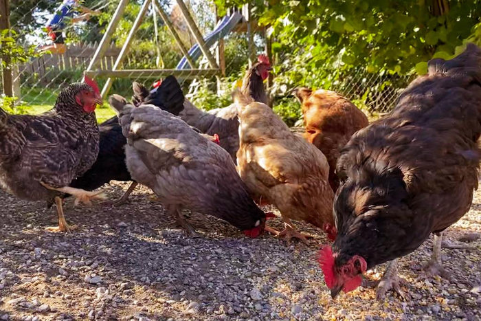 Chickens free ranging and eating healthy treats