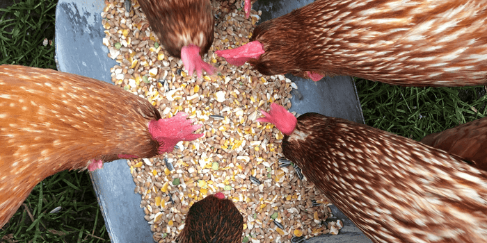 Chickens gathered to eat layer feed with grains grits and corn