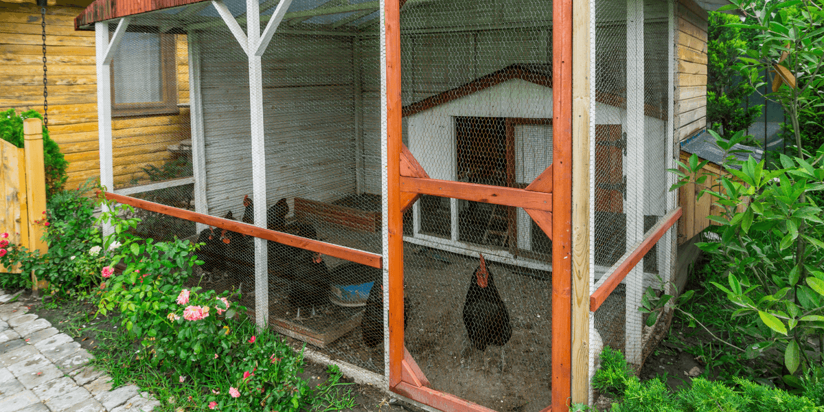 How to Keep Your Chicken Coop Smelling Fresh and Clean Supreme Grubs