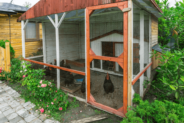 How to Keep Your Chicken Coop Smelling Fresh and Clean