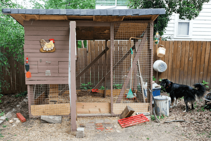 Cleaning a backyard chicken coop ultimate guide
