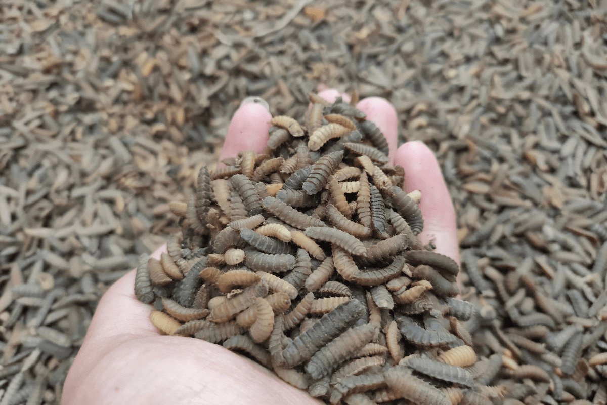 How Much Dried Black Soldier Fly Larvae Does Your Chicken Need ...