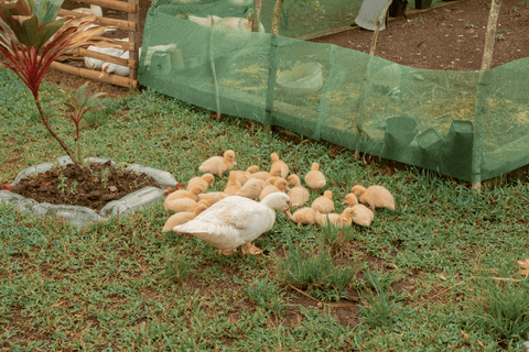 Duck family in the garden