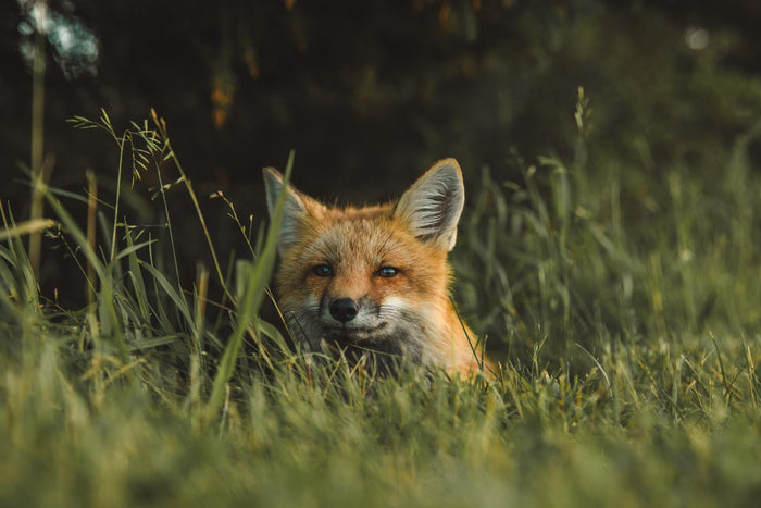 Fox hiding behind the bush and getting ready to attack