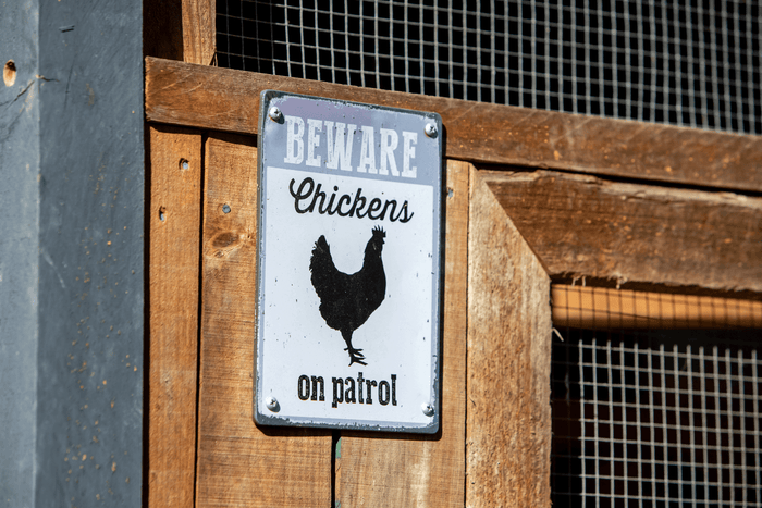 Funny chickens on patrol sign on a backyard chicken coop